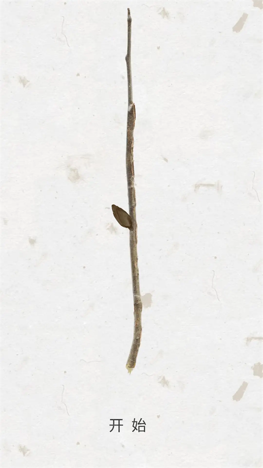 绽放之歌