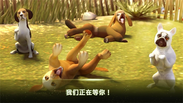 我的寄宿狗屋