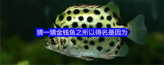 猜一猜金钱鱼之所以得名是因为